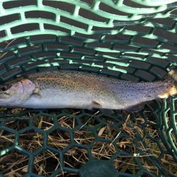 久々の管理釣り場